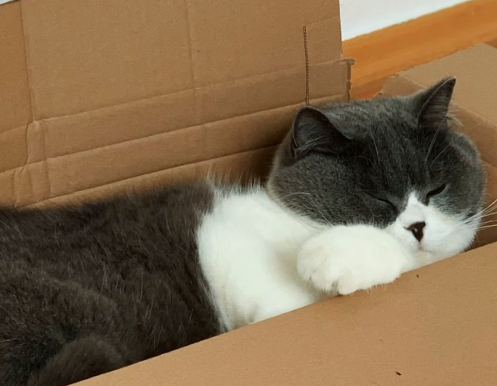 Britisch Kurzhaar Kater schläft zufrieden in einem Karton – Kussi, der Qualitäts-Kontrolleur aller Katzenposter auf SchenkTIER.de, bei der Arbeit.