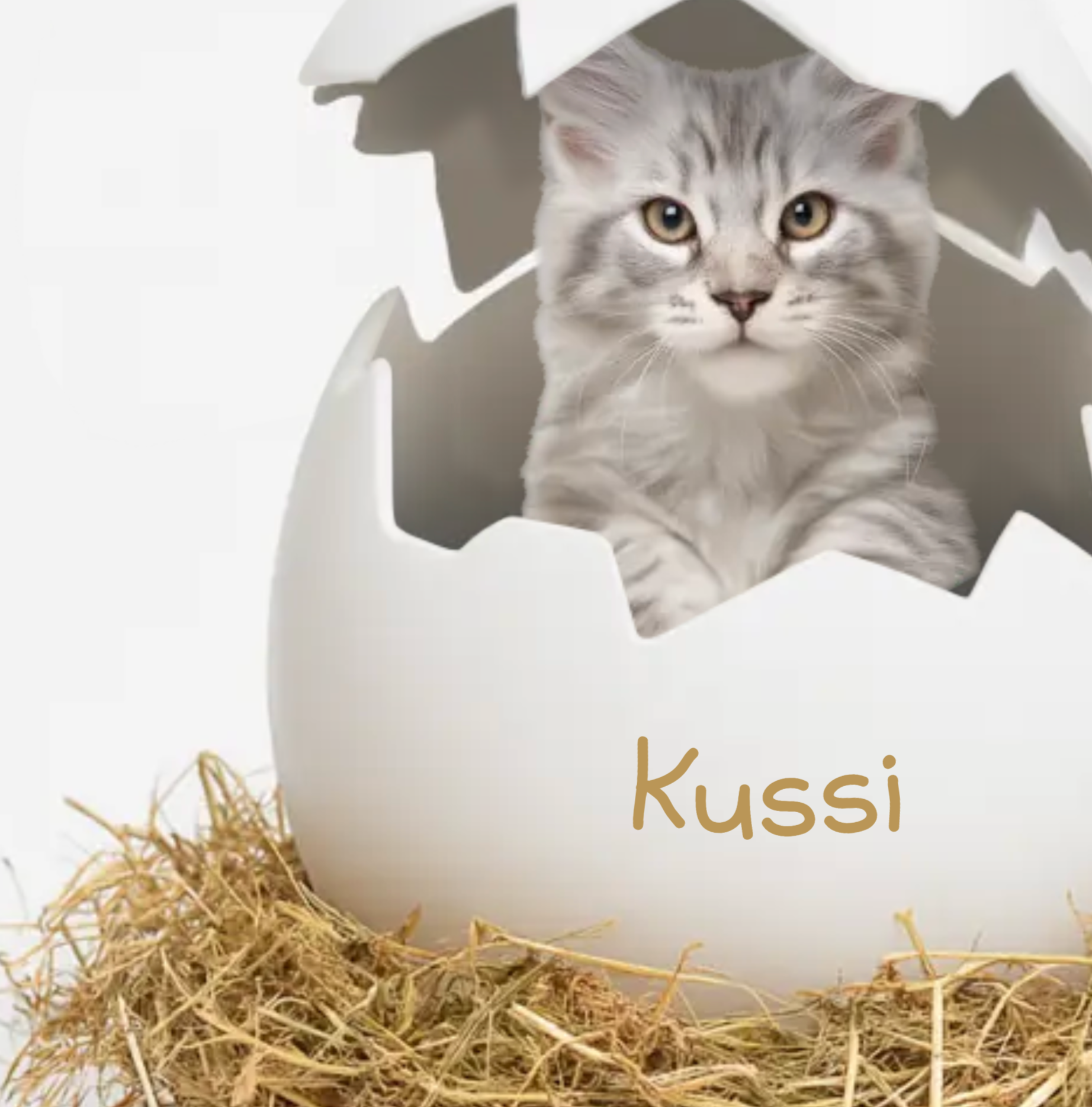 Kätzchen sitzt im aufgebrochenen Ei mit personalisiertem Namen „Kussi“ – liebevoll gestaltetes Poster-Motiv zum Einrahmen und Verschenken.